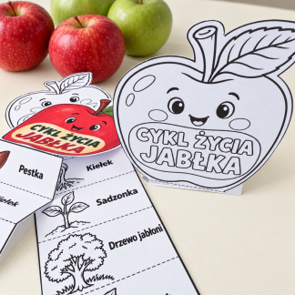 Cykl życia jabłka – karta do wycinania i składania